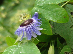 Passiflora amethystina