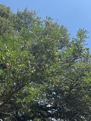 Dermatophyllum secundiflorum