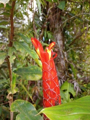 Costus