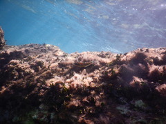 Thalassoma pavo