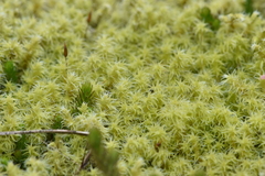 Racomitrium elongatum