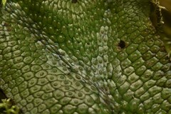 Conocephalum conicum