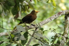 Psarocolius angustifrons