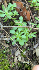 Sedum pulchellum