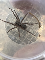 Hogna antelucana