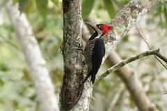 Campephilus melanoleucos