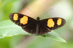Heliconius erato