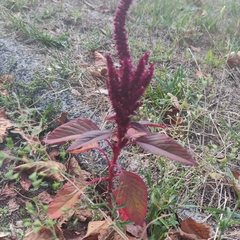 Amaranthus cruentus