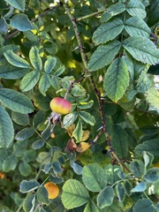 Rosa nutkana