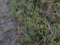 Madia glomerata