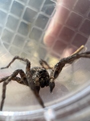 Hogna antelucana
