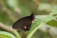Parides