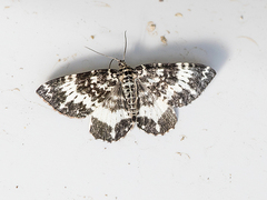 Rheumaptera hastata