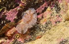 Aplidium ocellatum