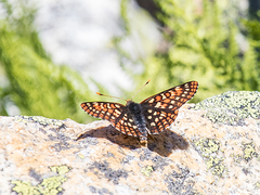 Euphydryas editha