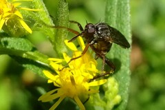 Empis