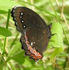 Gyrocheilus patrobas