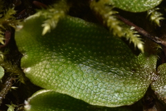 Conocephalum conicum