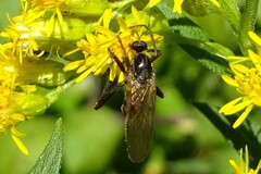 Empis