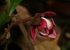 Duguetia cadaverica