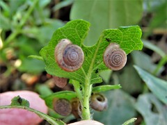 Polygyra cereolus
