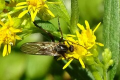 Empis
