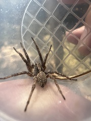 Hogna antelucana