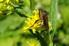 Empis