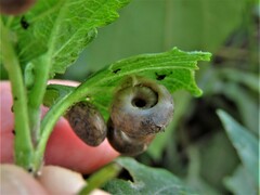 Polygyra cereolus