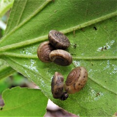 Polygyra cereolus