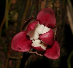 Duguetia cadaverica
