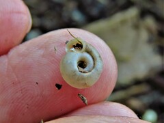 Polygyra cereolus