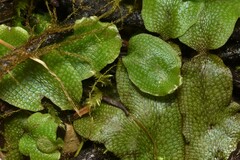 Conocephalum conicum