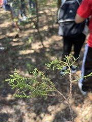 Juniperus ashei