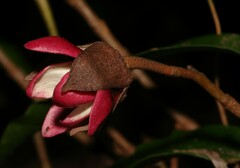 Duguetia cadaverica