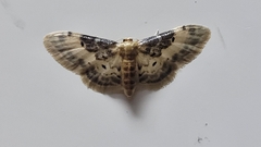 Idaea filicata