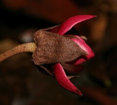 Duguetia cadaverica
