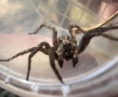 Hogna antelucana