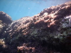 Thalassoma pavo