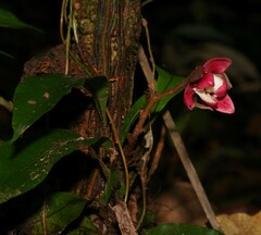 Duguetia cadaverica