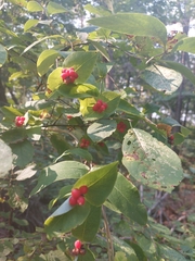 Lonicera dioica