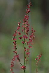 Rumex acetosella