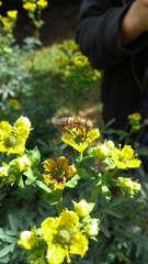 Eristalinus taeniops