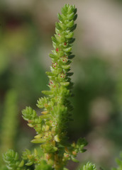 Crassula colorata