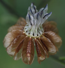 Osteospermum monstrosum