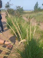 Ammophila breviligulata