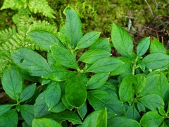 Rhododendron pilosum