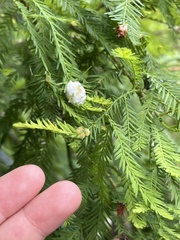 Taxodiomyia
