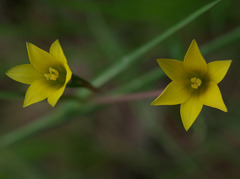 Romulea flava