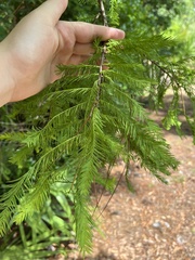 Taxodiomyia
